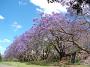 jacaranda-2010 008